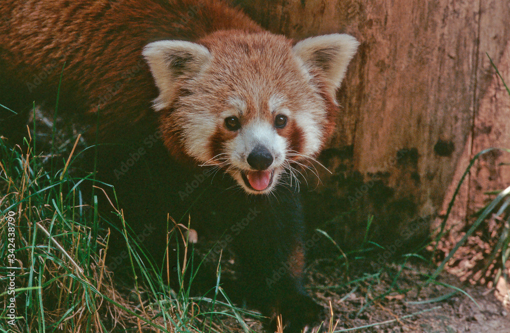 Obraz premium Lesser panda