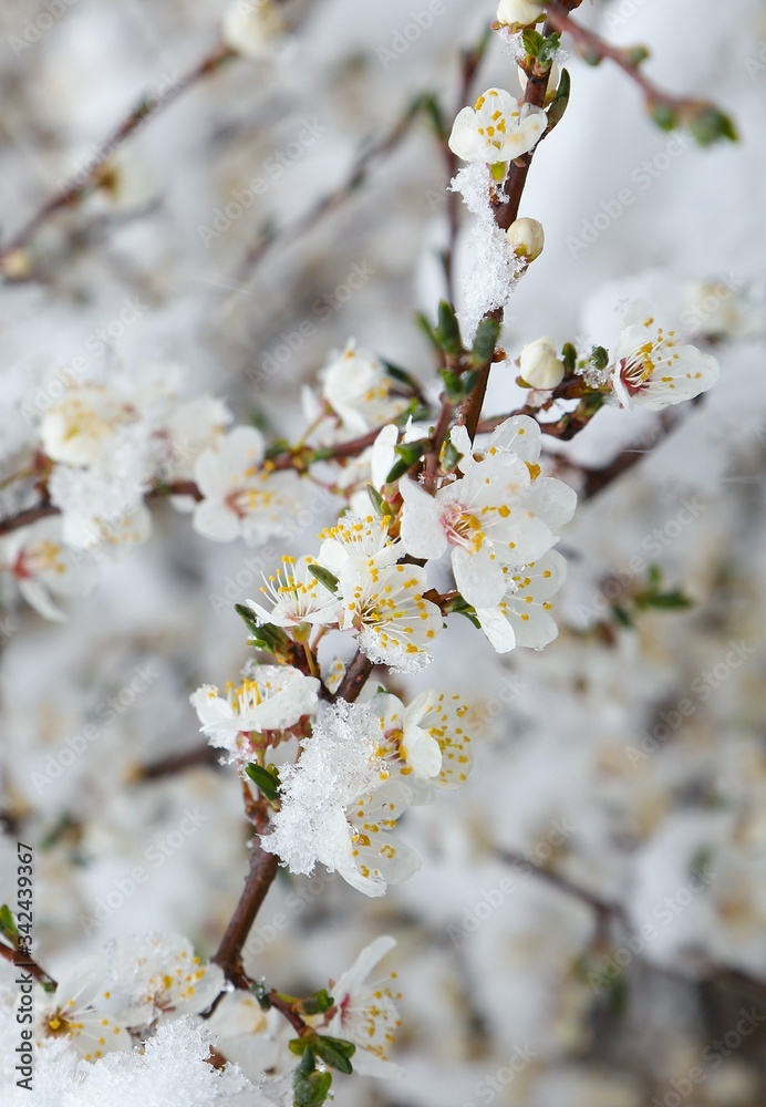 Flowers of the cherry blossoms on a spring day.savsat/artvin Flowers of the cherry blossoms on a spring day.savsat/artvin