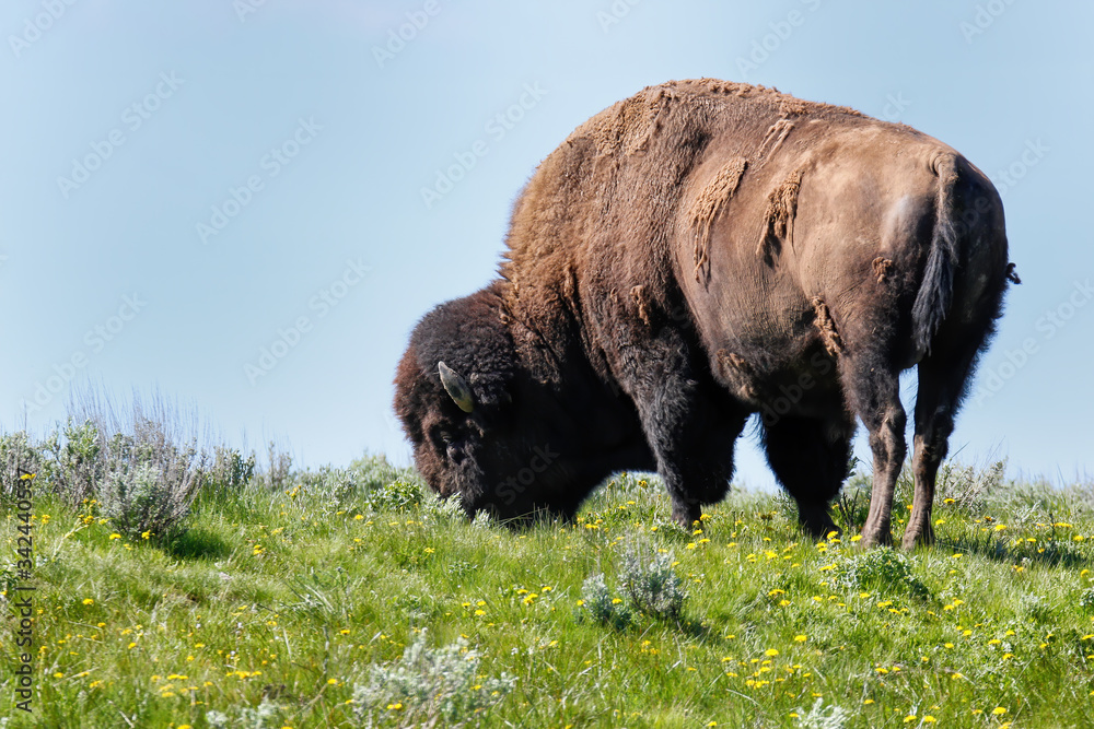 Male bison grazing in Yellowstone National Park, Wyoming Male bison grazing in Yellowstone National Park, Wyoming