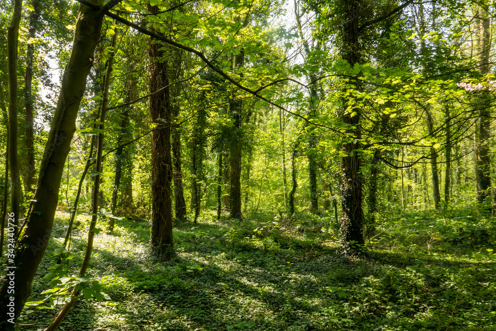spring forest spring forest