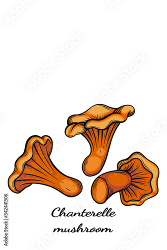 chanterelle mushroom hand drawn vector illustration. Sketch style drawing isolated on white background with sliced pieces. Organic vegetarian object for menu, label, recipe, product packaging