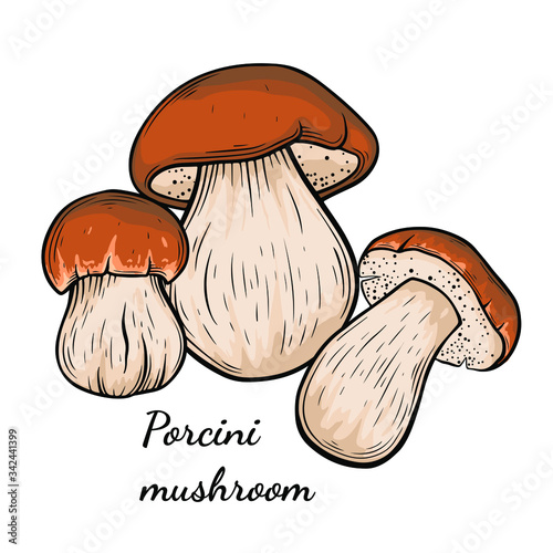 Porcini mushroom hand drawn vector illustration. Sketch style drawing isolated on white background with sliced pieces. Organic vegetarian object for menu, label, recipe, product packaging