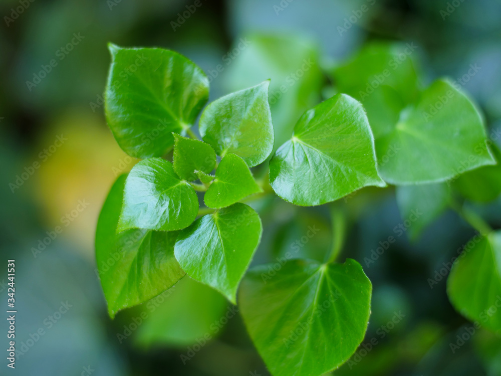 Ivy-New-Leaves Ivy-New-Leaves