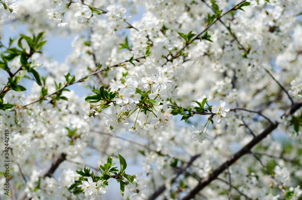 Cherry blossoms. White cherry flowers close-up. Branches of fruit tree in bloom. Cherry blossoms. White cherry flowers close-up. Branches of fruit tree in bloom.