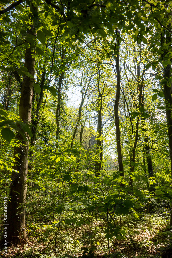 Fototapeta premium spring forest