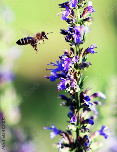 a bee in flight © Александр Пузиков