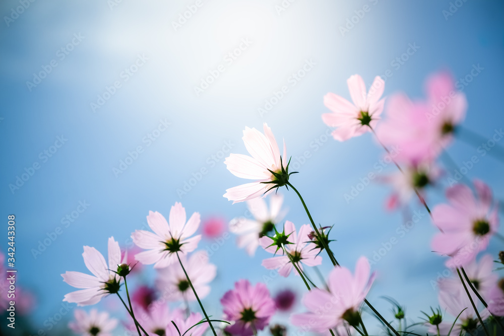 Nature of cosmos flower in garden using as cover page background natural flora wallpaper or template brochure landing page design