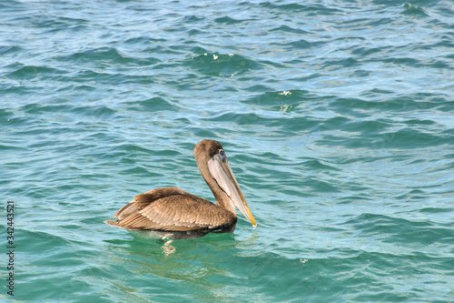 pelicans on the beach - Galapagos Species - Santa Cruz - Ecuador photo