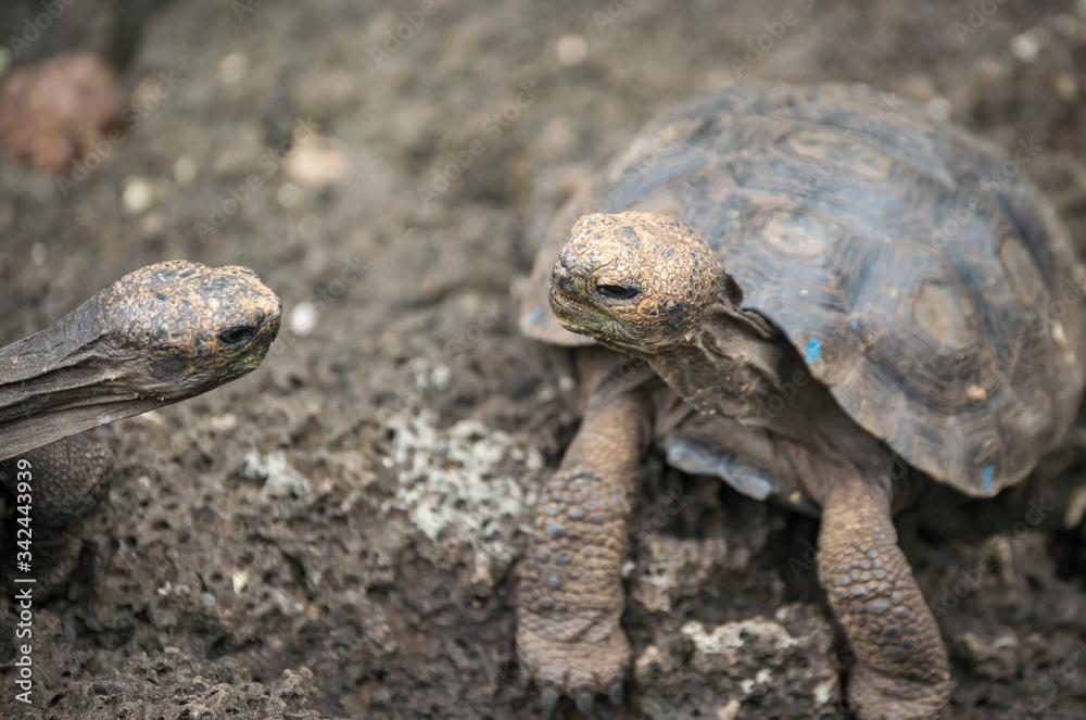 Fototapeta premium turtle on the rock talking