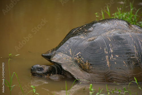 turtle in the water - - Galapagos Giant Tortoise