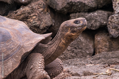 turtle on a rock - Galapagos Giant Tortoise