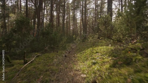 walk on the path in the beautiful spring forest