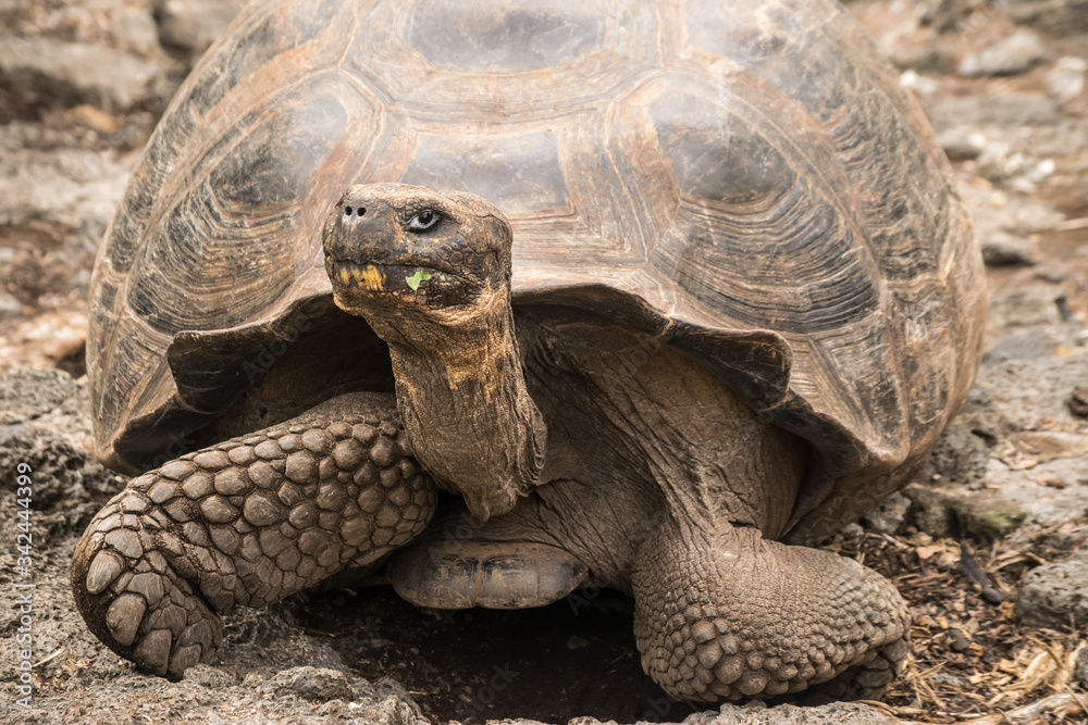 turtle on a rock - Galapagos Giant Tortoise turtle on a rock - Galapagos Giant Tortoise