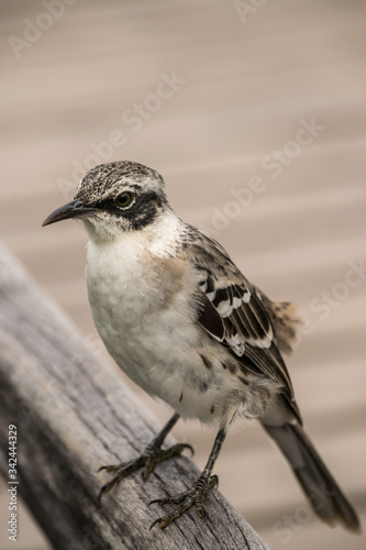 bird on a wire - Galapagos Species - Santa Cruz - Ecuador