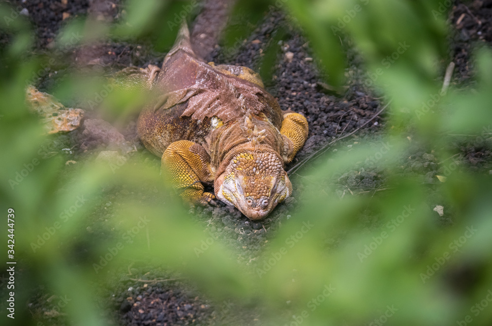 Close Up Amblyrhynchus cristatus - marine iguana - sea iguana, saltwater iguana, or Galápagos marine iguana Close Up Amblyrhynchus cristatus - marine iguana - sea iguana, saltwater iguana, or Galápagos marine iguana