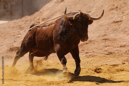 rope bull at a traditional spanish festival