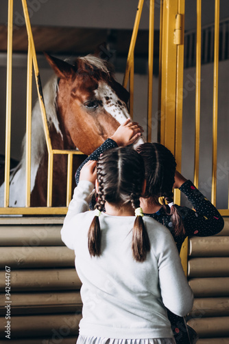 Girls caress brown horse in the stall