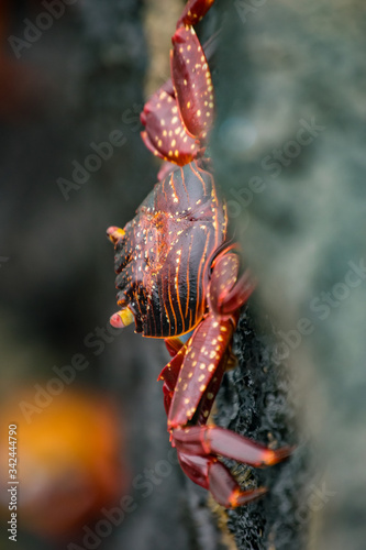 red crab spider