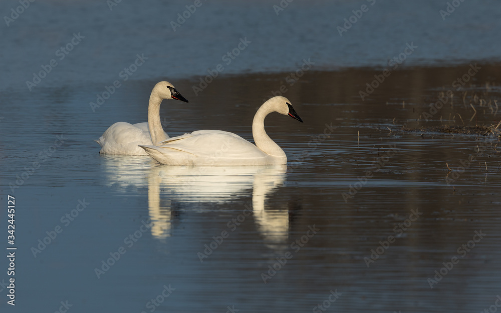 Trumpeter Swan Pair during Golden Hour in Alaska Trumpeter Swan Pair during Golden Hour in Alaska