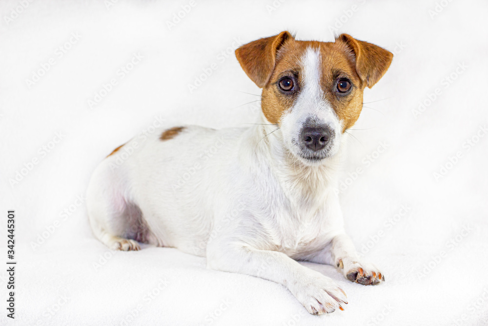female jack russell terrier looks into the frame and lies on a white background, isolate horizontal