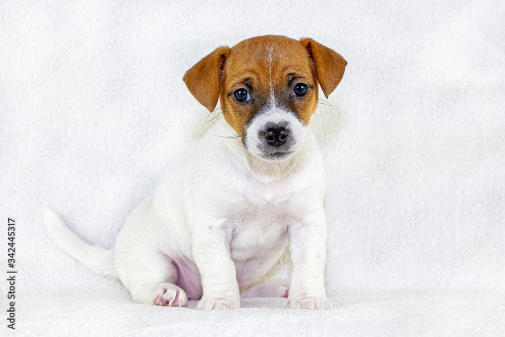 surprised puppy with red spots Jack raseell terrier sits on a white background. Age and a half months. Use for advertising the first feeding. Horizontal format
