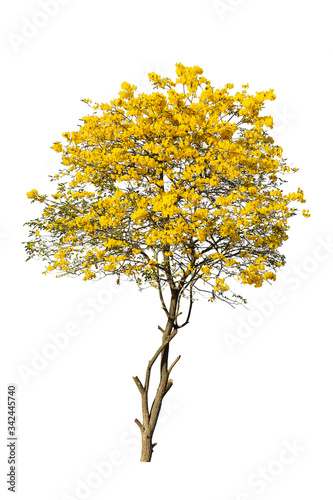 golden tree, yellow flowers tree, tabebuia isolated on white background. © rakop_ton