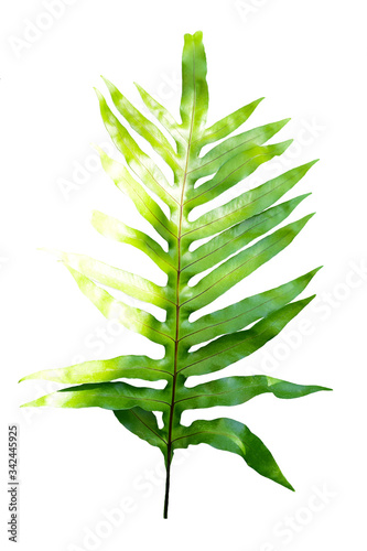 Fern Leaves On White Background.