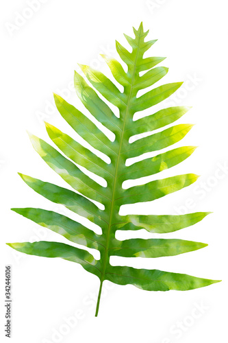 Fern Leaves On White Background.