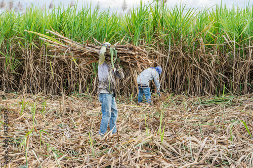Sugar cane and Workers havesting sugar cane on field at Tay Ninh, Vietnam.