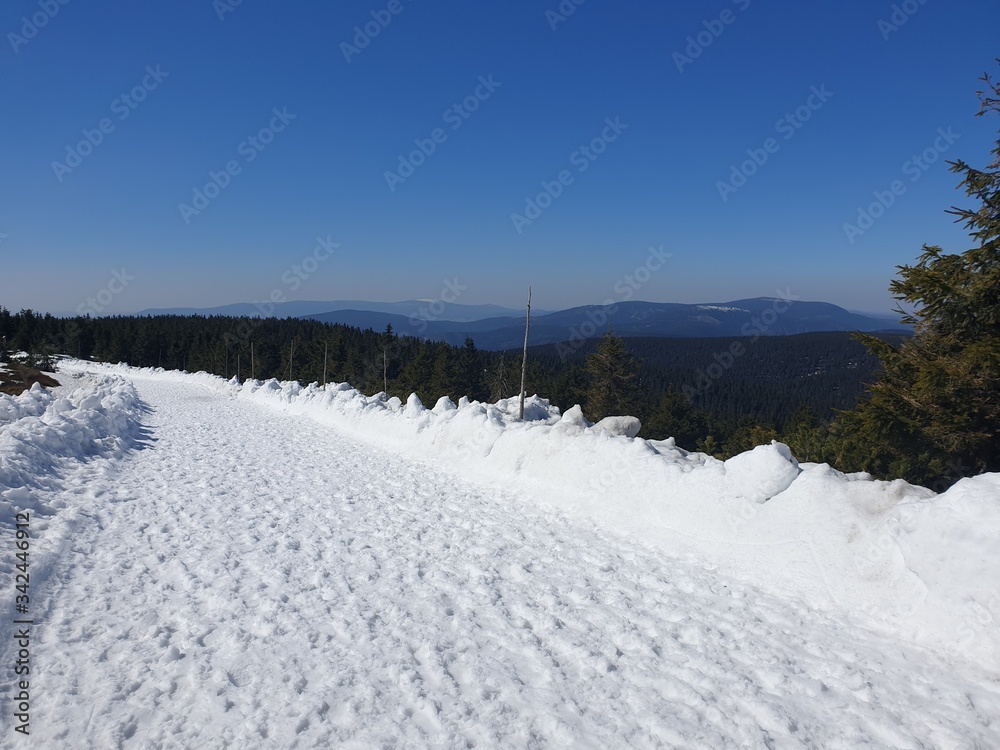 snow covered trees