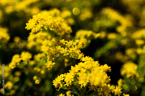 Elegant artistic closeup inflorescence of Solidago flower also known as goldenrods.