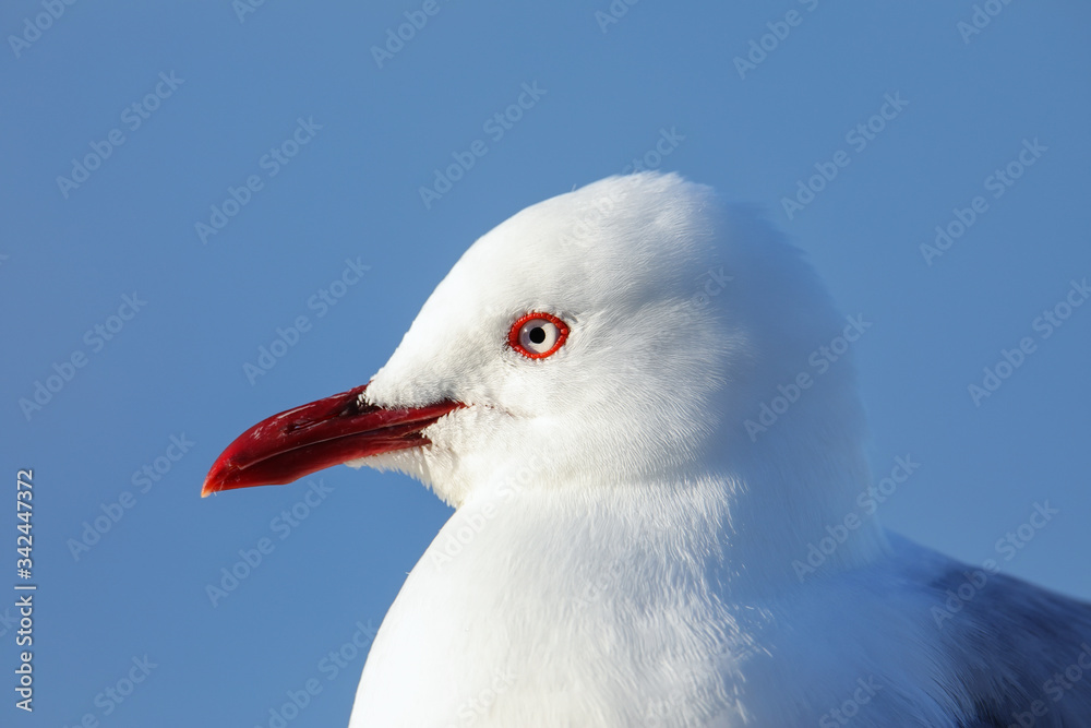 Portrait of Red-billed gull, Kaikoura peninsula, South Island, New Zealand Portrait of Red-billed gull, Kaikoura peninsula, South Island, New Zealand