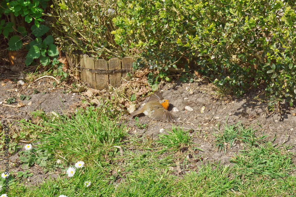 European robin lies on the ground spreading its wings