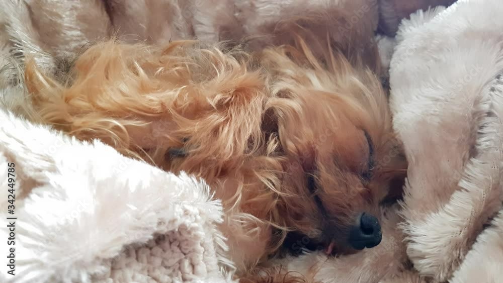 Close up of Yorkshire terrier dog covered with a blanket sleeping with his tongue out