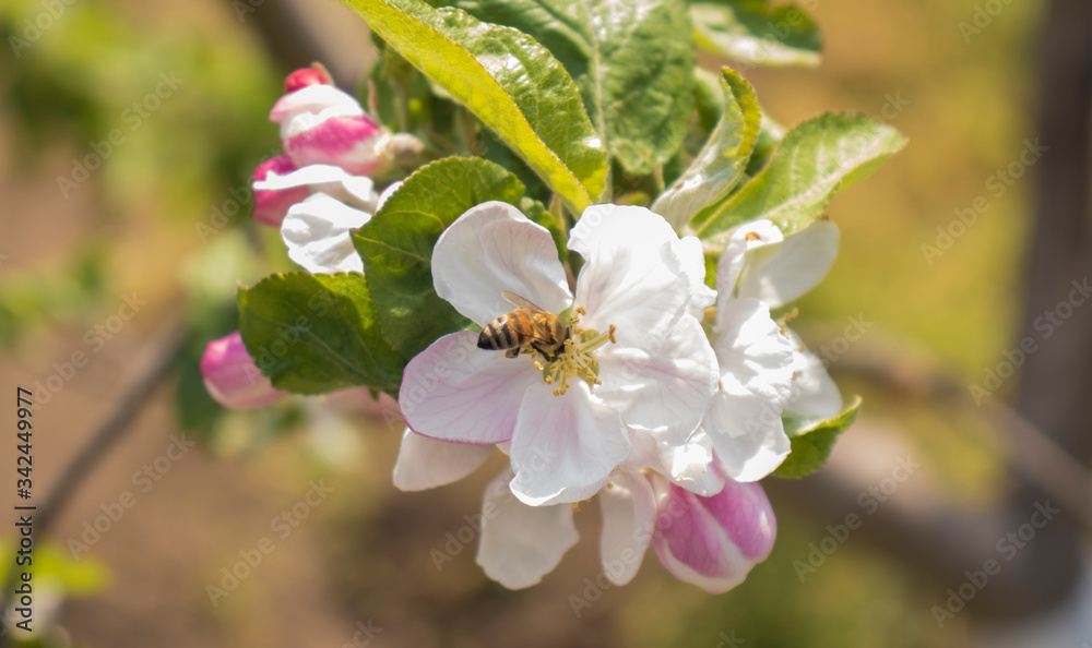 Insect sitting on a flowering tree Insect sitting on a flowering tree
