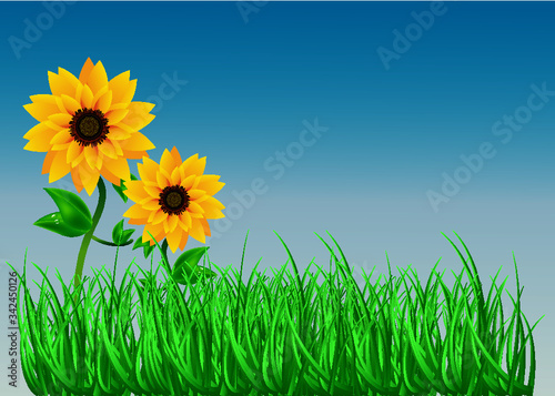 Vector image of blue sky  grass and sunflowers
