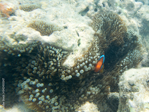amphiprion fish in its anemone