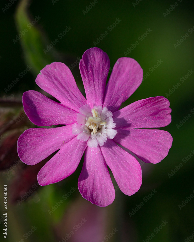 Red Campion (Silene Dioica)