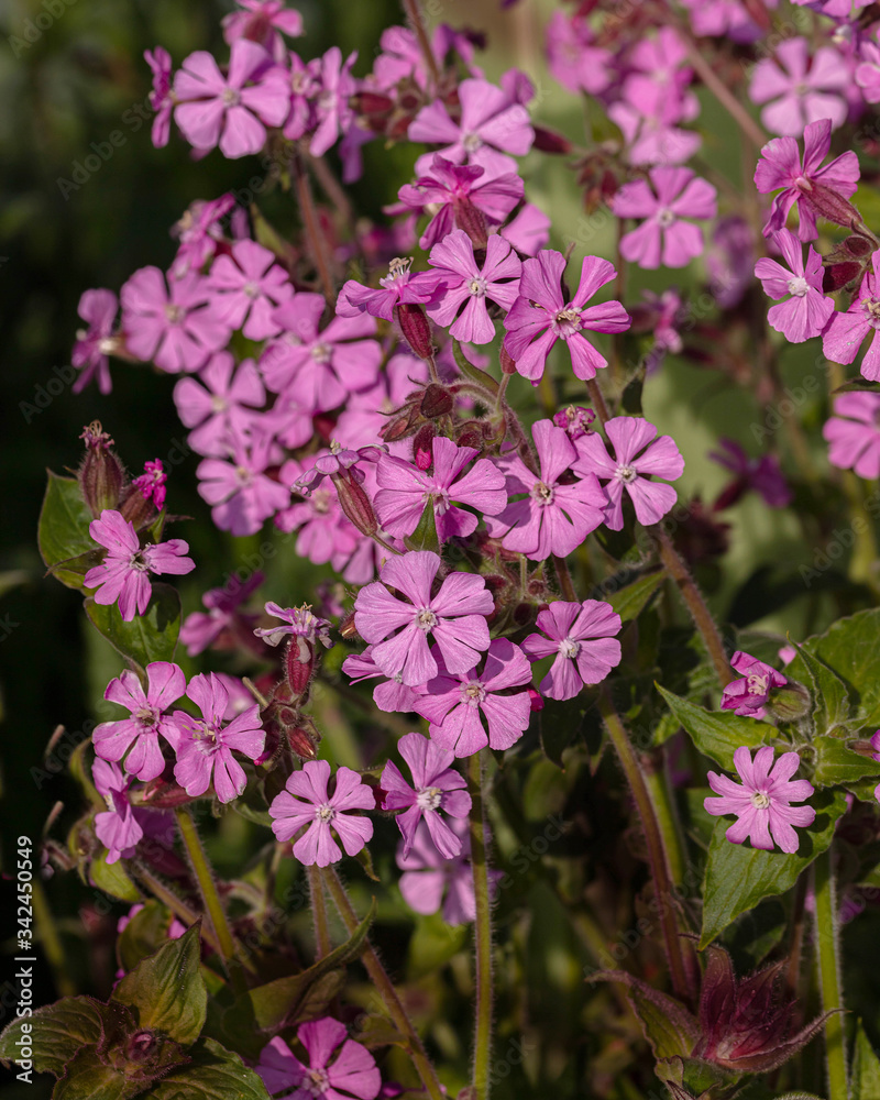 Red Campion (Silene Dioica) Red Campion (Silene Dioica)