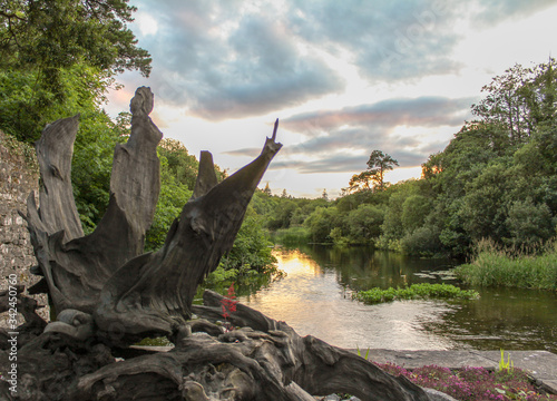 old tree by the river