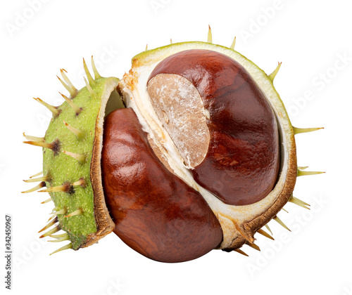 Chestnut on white background