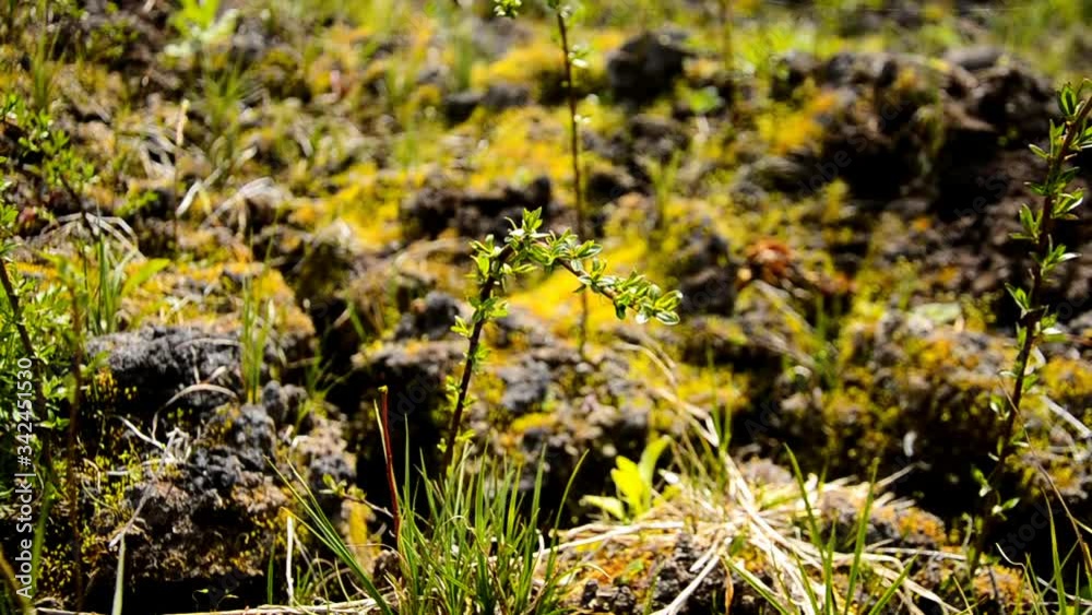 close up of young willow with green leaves growing on the meadow in the sun and windy day, wild plants in the meadow close up of young willow with green leaves growing on the meadow in the sun and windy day, wild plants in the meadow