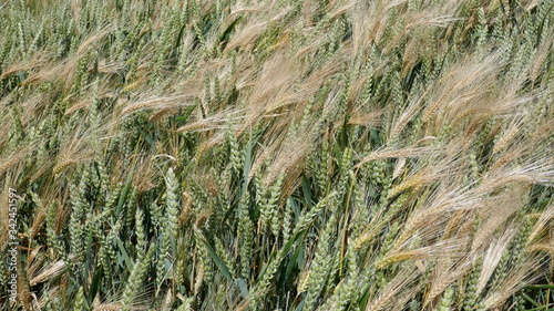  Cornfield in the wind, close-up, texture, background. Schleswig-Holstein, Germany, 