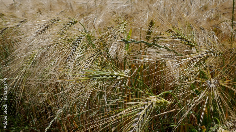 
Cornfield in the wind, close-up, texture, background. Schleswig-Holstein, Germany, 