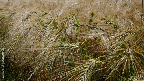  Cornfield in the wind  close-up  texture  background. Schleswig-Holstein  Germany  