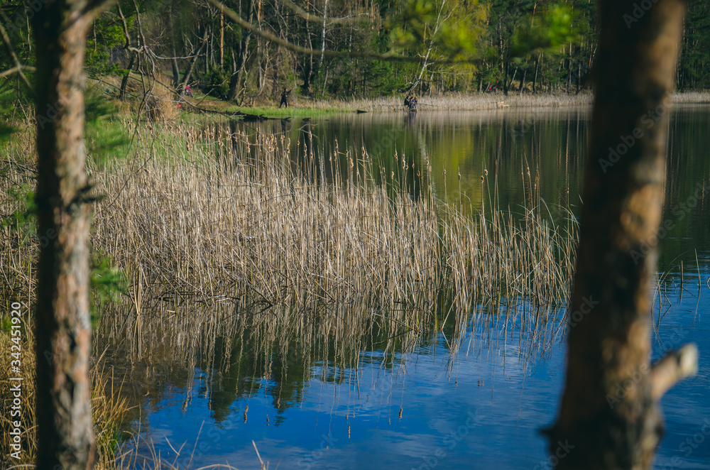 Lake view with many reeds. Lake view with many reeds.