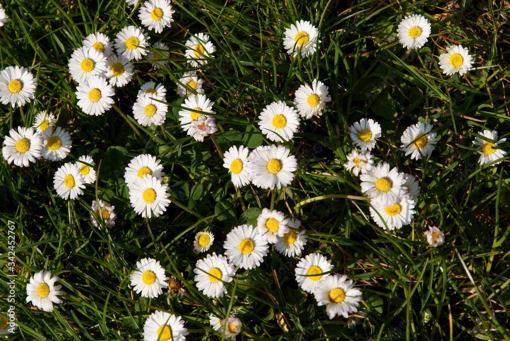 white daisies on meadow at spring white daisies on meadow at spring