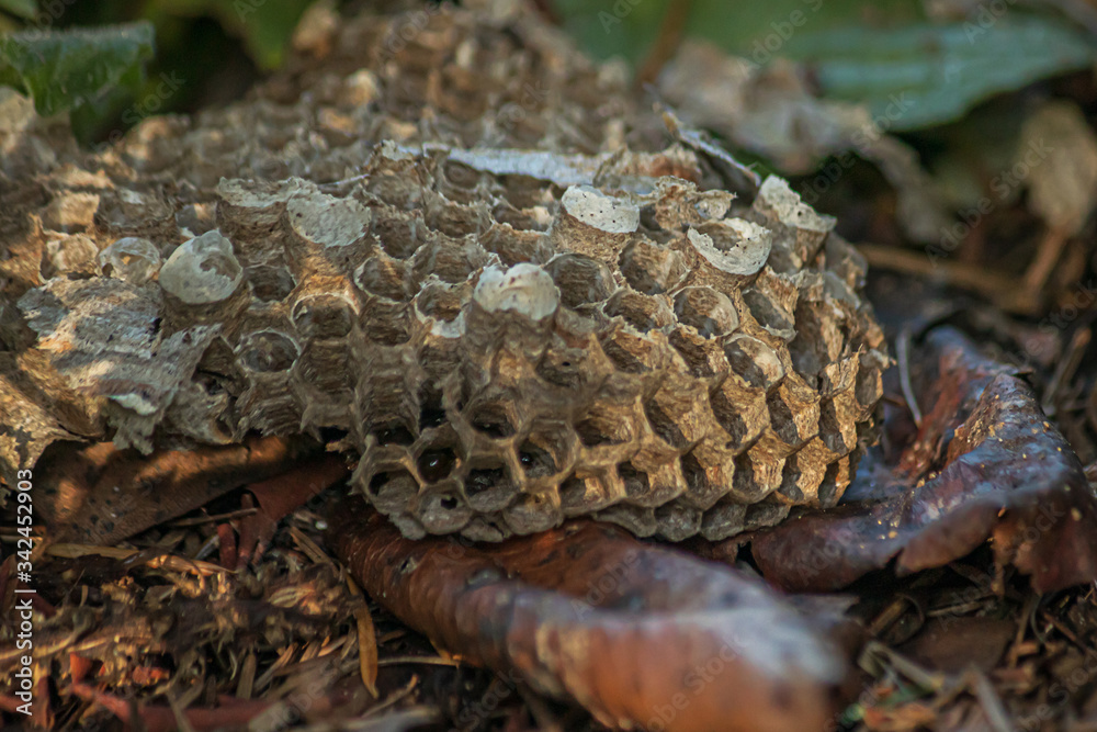 fallen old abandoned wasp nest on the ground