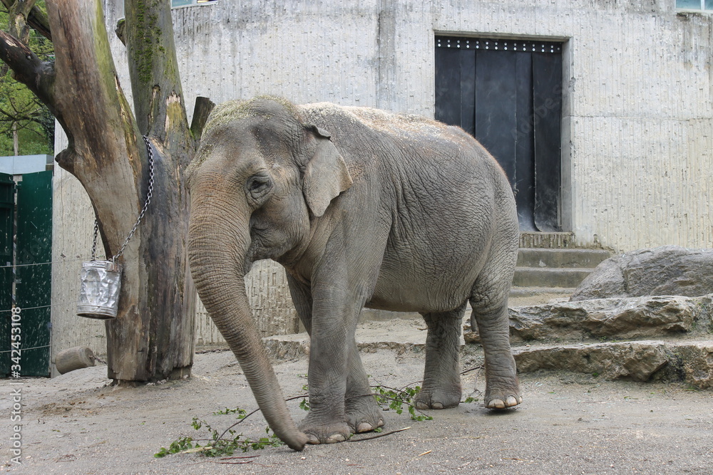 Fototapeta premium Elefant im Zürich-Zoo, Zürich, Schweiz