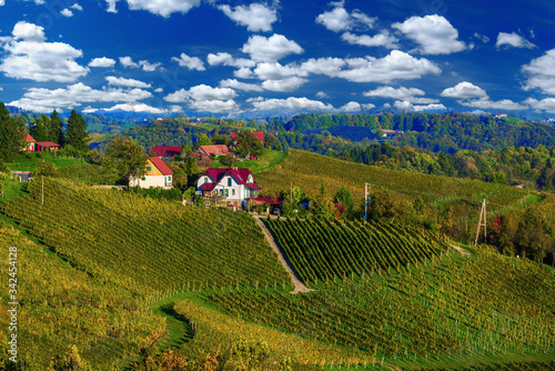 Wine road, Maribor, Slovenia photo